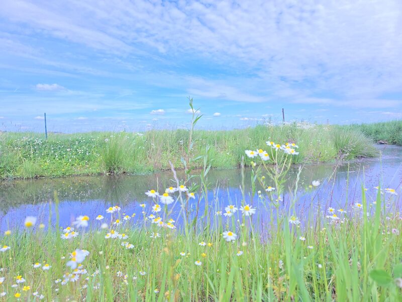 Water met bloeiende oever onder een wolkenlucht